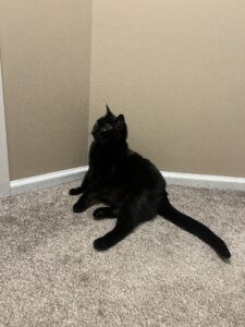black cat looking away from camera laying against a tan wall